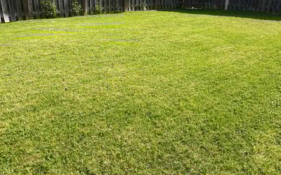 Photo of Tim D.'s yard after getting lawn care in Vineland, NJ