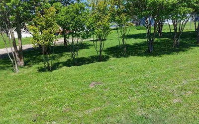 Photo of Mark H.'s yard after getting lawn care in Alvarado, TX