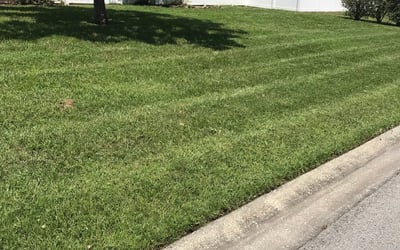 Photo of Sandi P.'s yard after getting lawn care in Ashland, OR