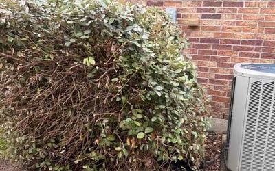 Photo of Arlene S.'s yard after getting lawn care in Rayne, LA