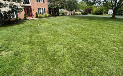 Photo of Jermaine F.'s yard after getting lawn care in Cheektowaga, NY