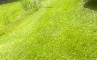 Photo of Nathan A.'s yard after getting lawn care in Albuquerque, NM