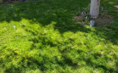 Photo of Eric K.'s yard after getting lawn care in Seattle, WA