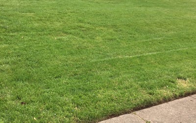Photo of Stephanie M.'s yard after getting lawn care in Culpeper, VA