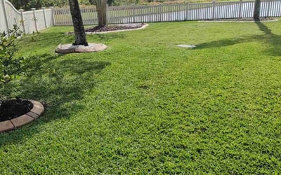 Photo of Michael W.'s yard after getting lawn care in Marysville, CA
