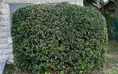 Photo of Donna W.'s yard after getting lawn care in Chino, CA