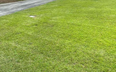 Photo of Alek S.'s yard after getting lawn care in Evans, GA