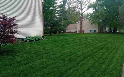 Photo of Neil L.'s yard after getting lawn care in Middletown, DE