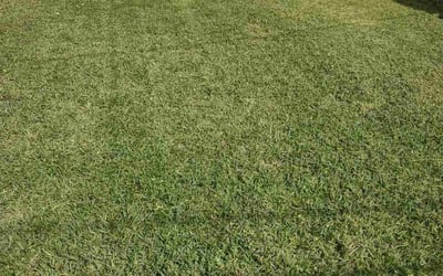 Photo of Krystle T.'s yard after getting lawn care in Monroe, LA
