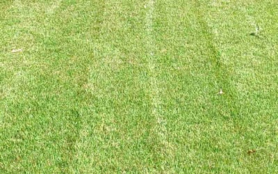 Photo of Jan D.'s yard after getting lawn care in West Memphis, AR