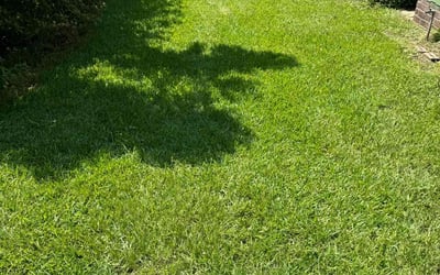 Photo of Seleena V.'s yard after getting lawn care in Hammond, LA
