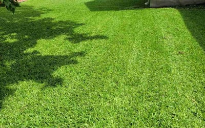 Photo of Kamalpreet M.'s yard after getting lawn care in St. Louis, MO