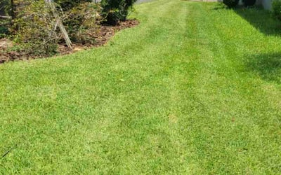 Photo of Karen B.'s yard after getting lawn care in Indio, CA