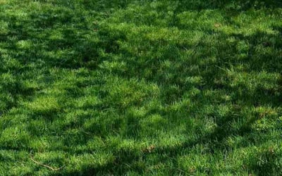 Photo of Tom J.'s yard after getting lawn care in Middle River, MD