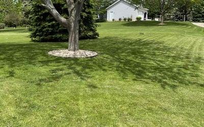 Photo of Michele Z.'s yard after getting lawn care in Baytown, TX