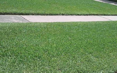 Photo of Chris B.'s yard after getting lawn care in Gloucester, VA