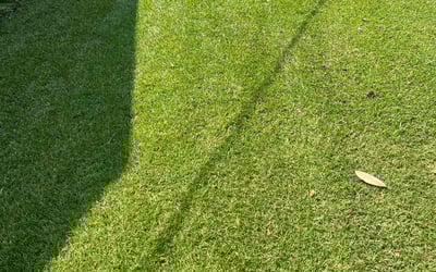 Photo of Amy R.'s yard after getting lawn care in Loris, SC