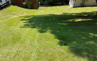Photo of Carolyn P.'s yard after getting lawn care in Chicago, IL