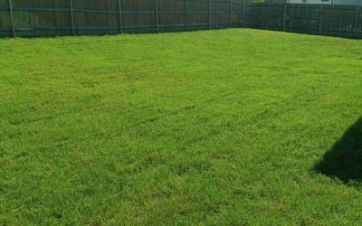 Photo of Richard B.'s yard after getting lawn care in Cupertino, CA