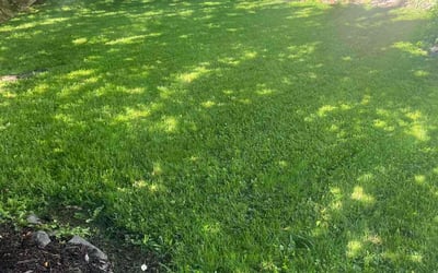 Photo of Michael B.'s yard after getting lawn care in Oakton, VA