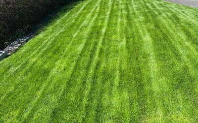 Photo of Martin J.'s yard after getting lawn care in Bothell West, WA