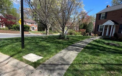 Photo of Susan D.'s yard after getting lawn care in Chevy Chase, MD
