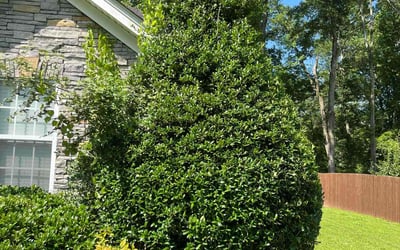 Photo of Ann W.'s yard after getting lawn care in Elizabethtown, PA