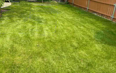 Photo of Kristen S.'s yard after getting lawn care in Lees Summit, MO
