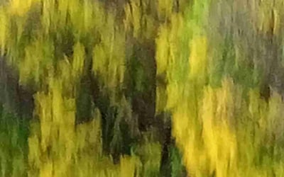 Photo of Max F.'s yard after getting lawn care in La Grange, KY