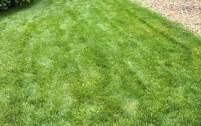 Photo of Deborah K.'s yard after getting lawn care in Castle Rock, CO