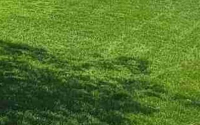 Photo of Sarita M.'s yard after getting lawn care in Brigham City, UT