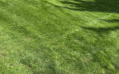 Photo of Tramaine V.'s yard after getting lawn care in Suffolk, VA