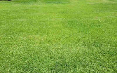 Photo of Kate L.'s yard after getting lawn care in Winnsboro, SC