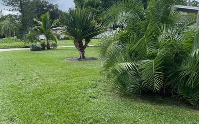Photo of Aj H.'s yard after getting lawn care in Port Richey, FL