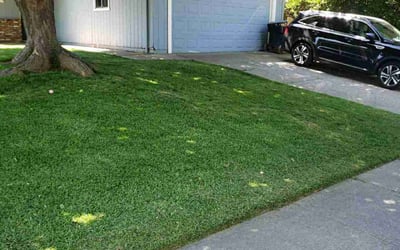 Photo of Gena A.'s yard after getting lawn care in Shingle Springs, CA