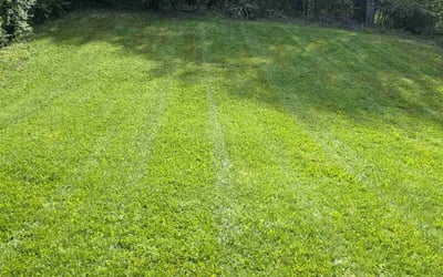 Photo of Ana B.'s yard after getting lawn care in Madison, TN