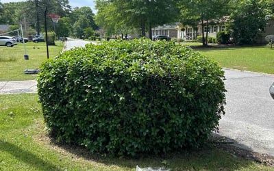 Photo of Joe T.'s yard after getting lawn care in Salem, NJ
