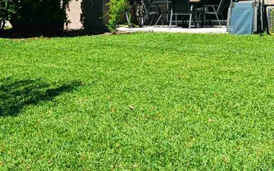 Photo of Lenisse L.'s yard after getting lawn care in Wesley Chapel, FL