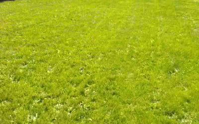 Photo of Julie I.'s yard after getting lawn care in Kent, WA