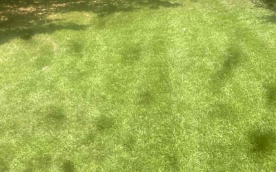 Photo of Carl R.'s yard after getting lawn care in Jackson, MS
