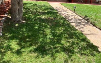 Photo of Toddrick S.'s yard after getting lawn care in Rockaway, NJ