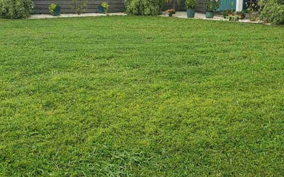Photo of Rick r.'s yard after getting lawn care in Venice, FL