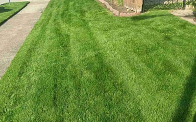 Photo of Kathy M.'s yard after getting lawn care in Buffalo, NY