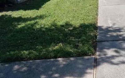 Photo of Susan Y.'s yard after getting tree care in Truckee, CA