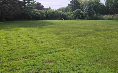 Photo of John L.'s yard after getting lawn care in Lombard, IL