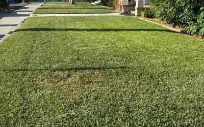 Photo of LaShunda W.'s yard after getting lawn care in Anaheim, CA