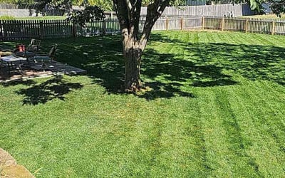 Photo of Stacy F.'s yard after getting lawn care in Papillion, NE
