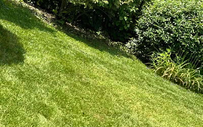 Photo of Laura E.'s yard after getting lawn care in Montclair, NJ