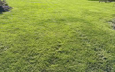 Photo of Stacee M.'s yard after getting lawn care in Walled Lake, MI
