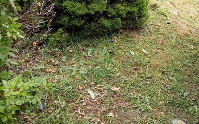 Photo of Lacey E.'s yard after getting lawn care in Aberdeen, MD